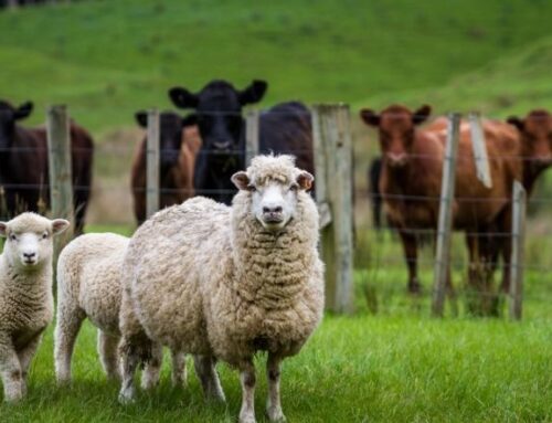 Bluetongue, travolto il Regno Unito: oltre 3.000 i focolai attivi. Tutta la Scozia diventa zona di restrizione