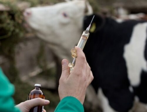 WOAH: invito agli esperti a candidarsi al gruppo di lavoro per individuare i vaccini prioritari per la riduzione dell’uso di antimicrobici