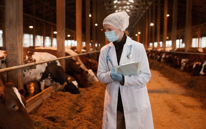 veterinario-stalla-vacche-controlli